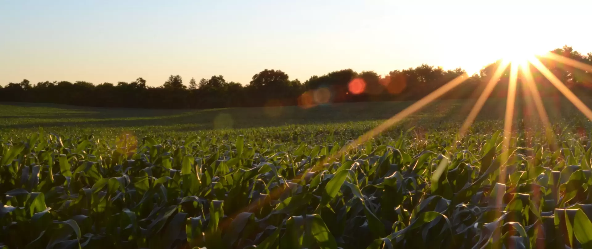 Wiese mit Sonnenlicht