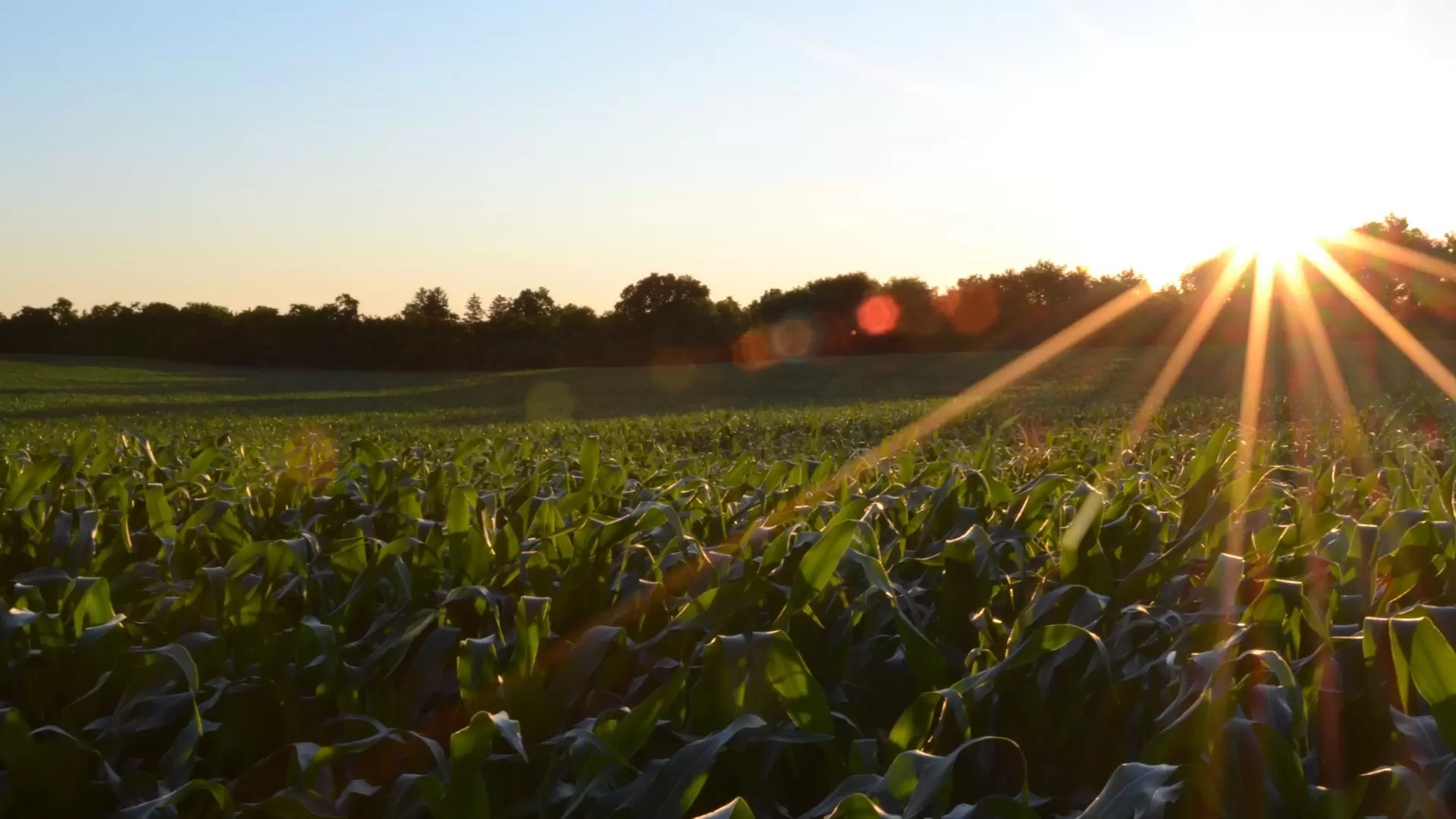 Wiese mit Sonnenlicht